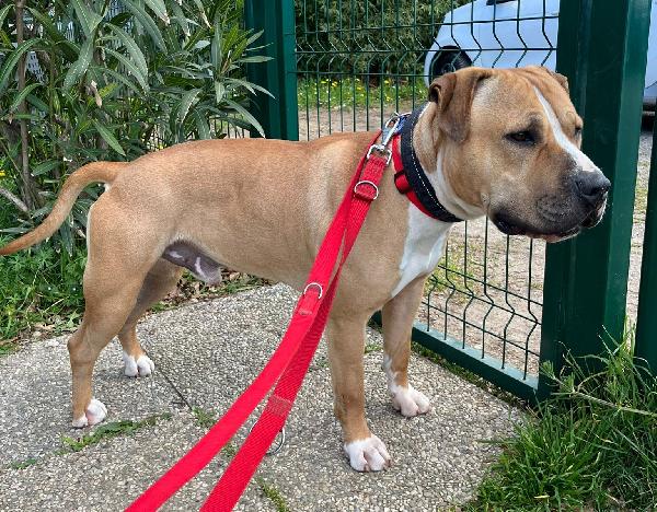 PABLO PIT CERCA CASA Foto 3